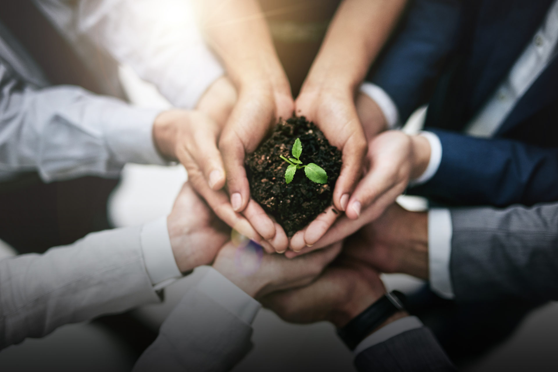 Cropped shot of a team of colleagues holding a plant growing out of soil. Generating growth by joining forces. BGA validation.