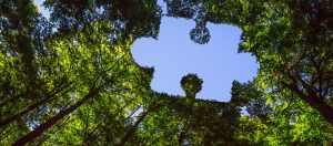 The trees in the sky with a giant outline of a puzzle shape gap in the middle reveals the sunny blue sky. This is symbolic to sustainability.