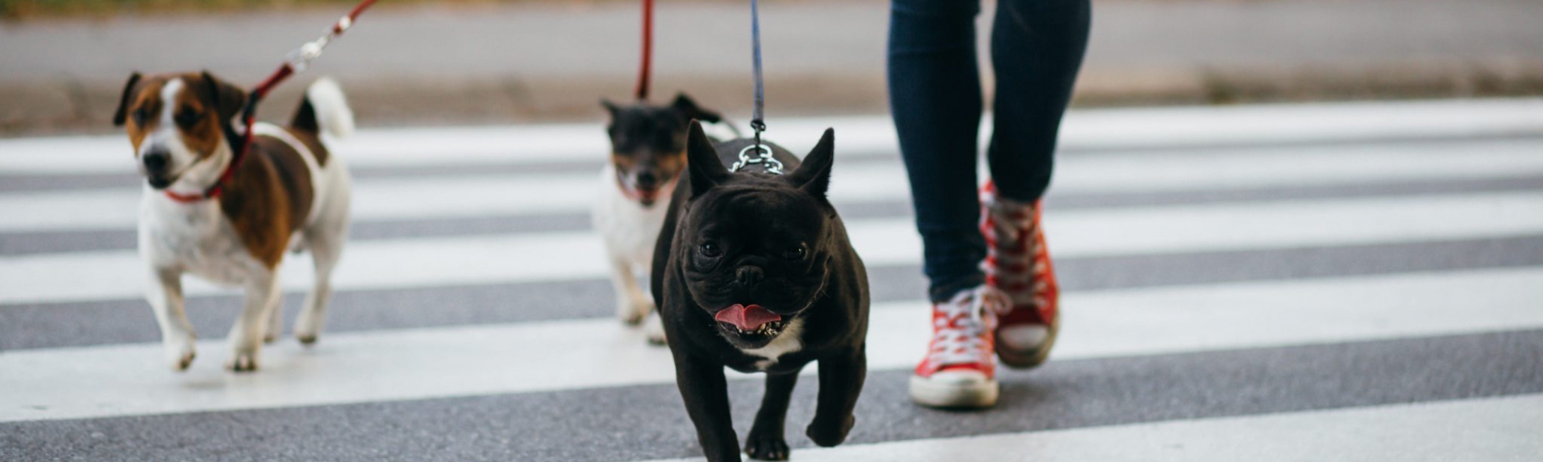 dog walker student side hustle