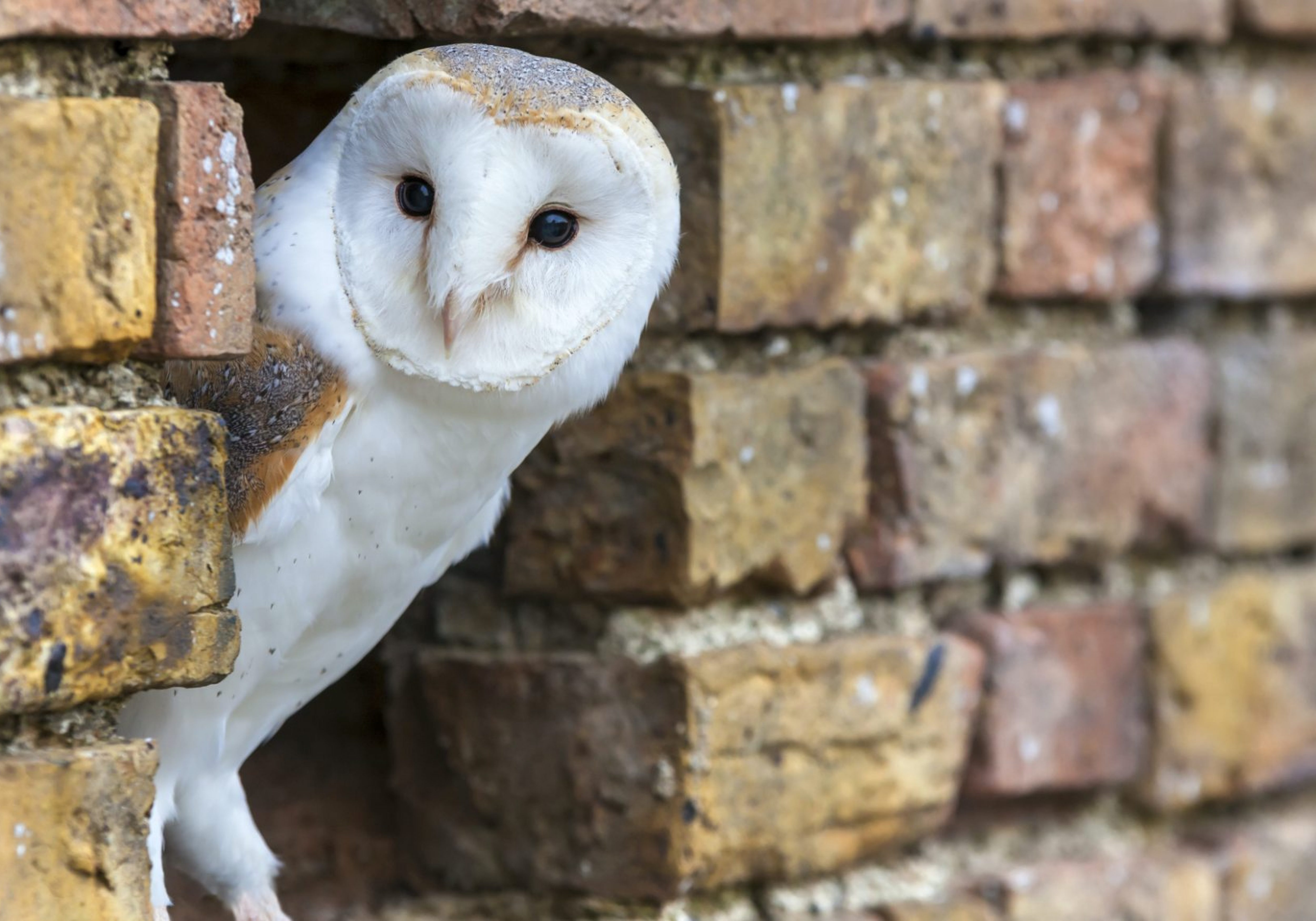 An owl peaking out of a bricked wall. Business Impact article image for feeling 'forgotten'? Seven steps to reclaim control of your future.