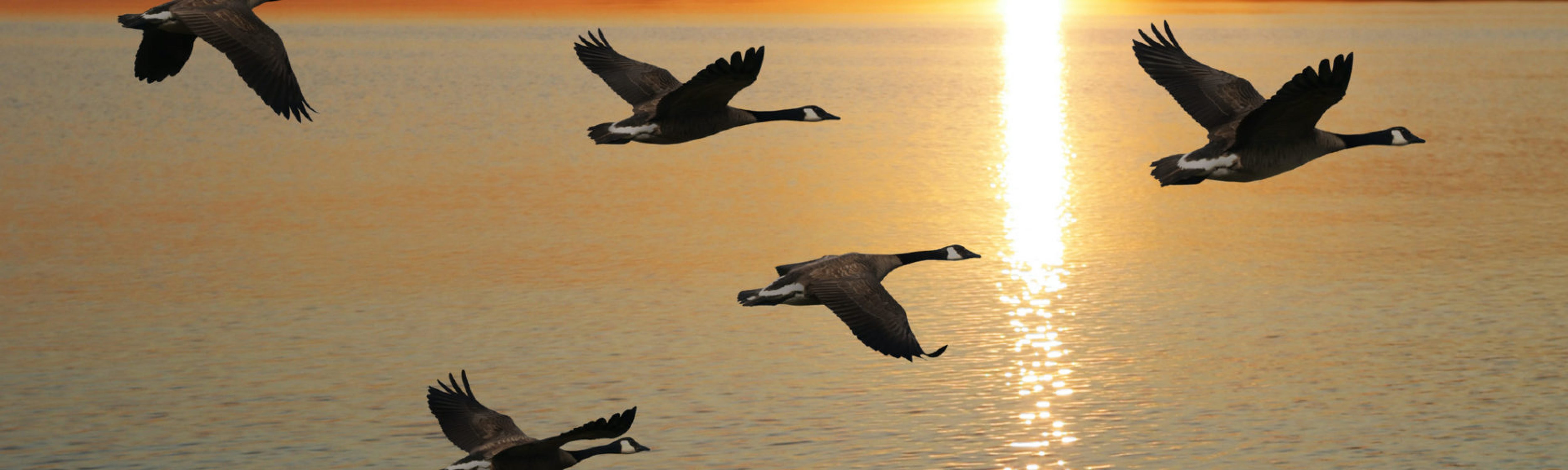 migrating canada geese flying over lake at sunset