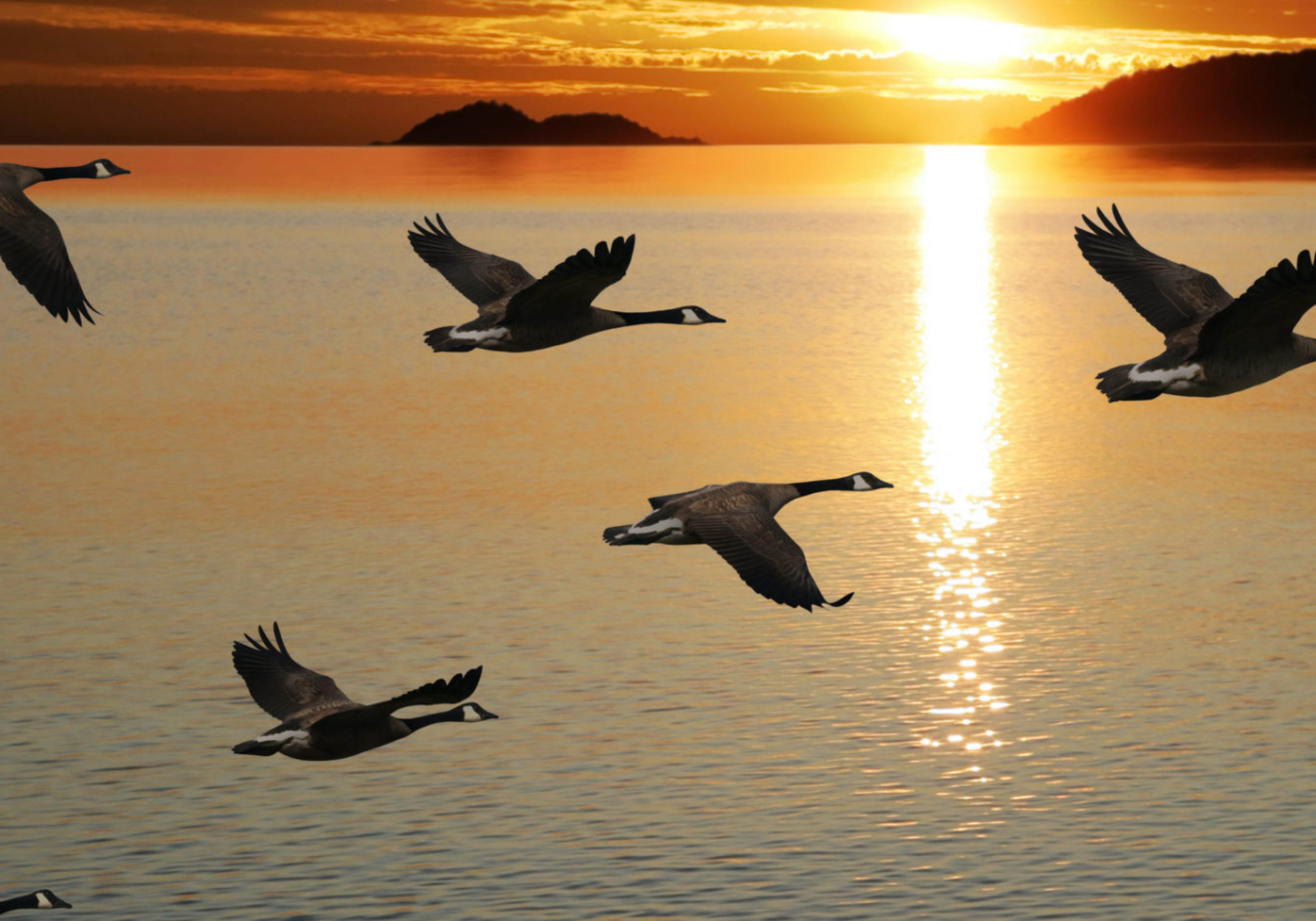 migrating canada geese flying over lake at sunset