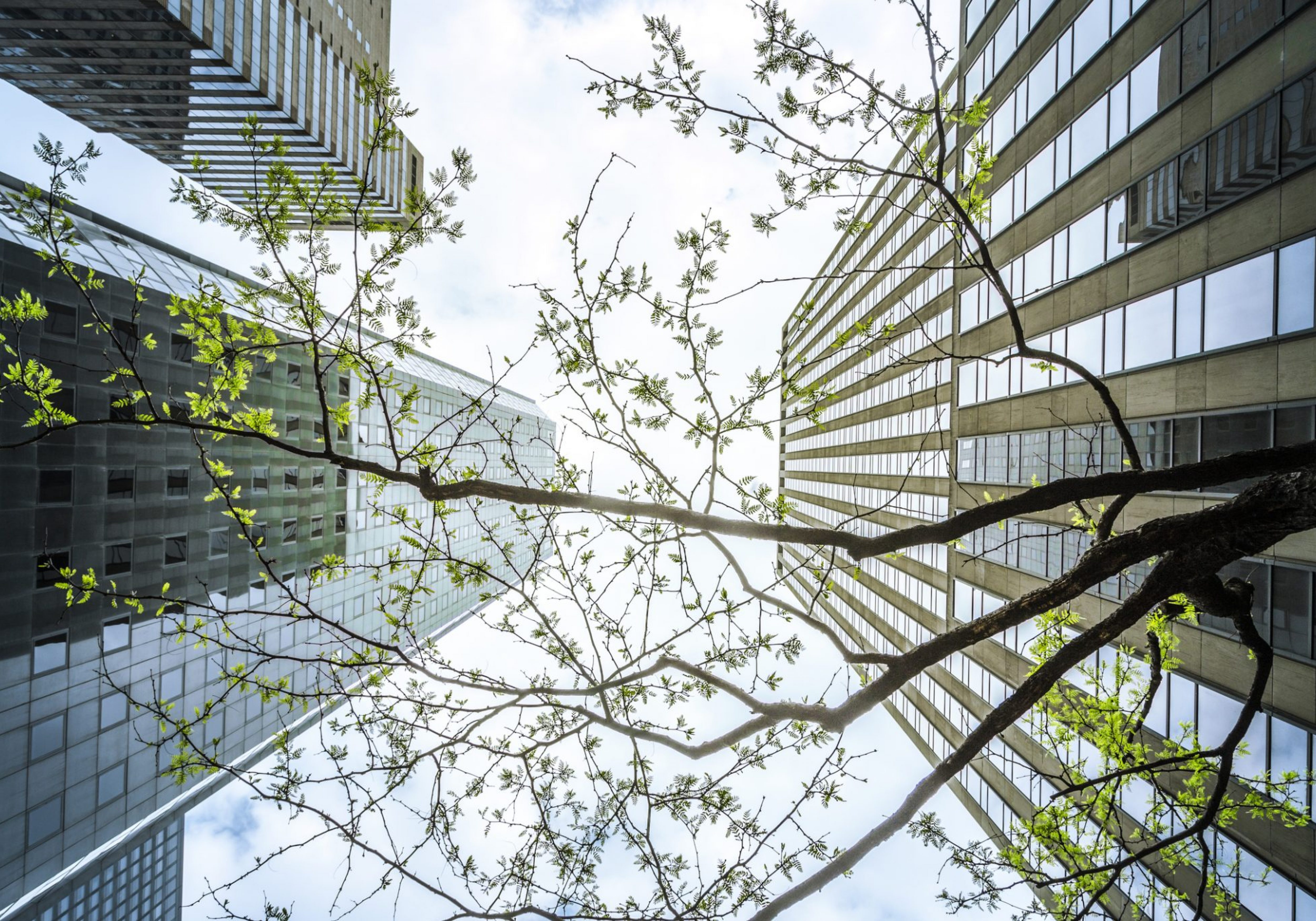 office tree plant thrive growth