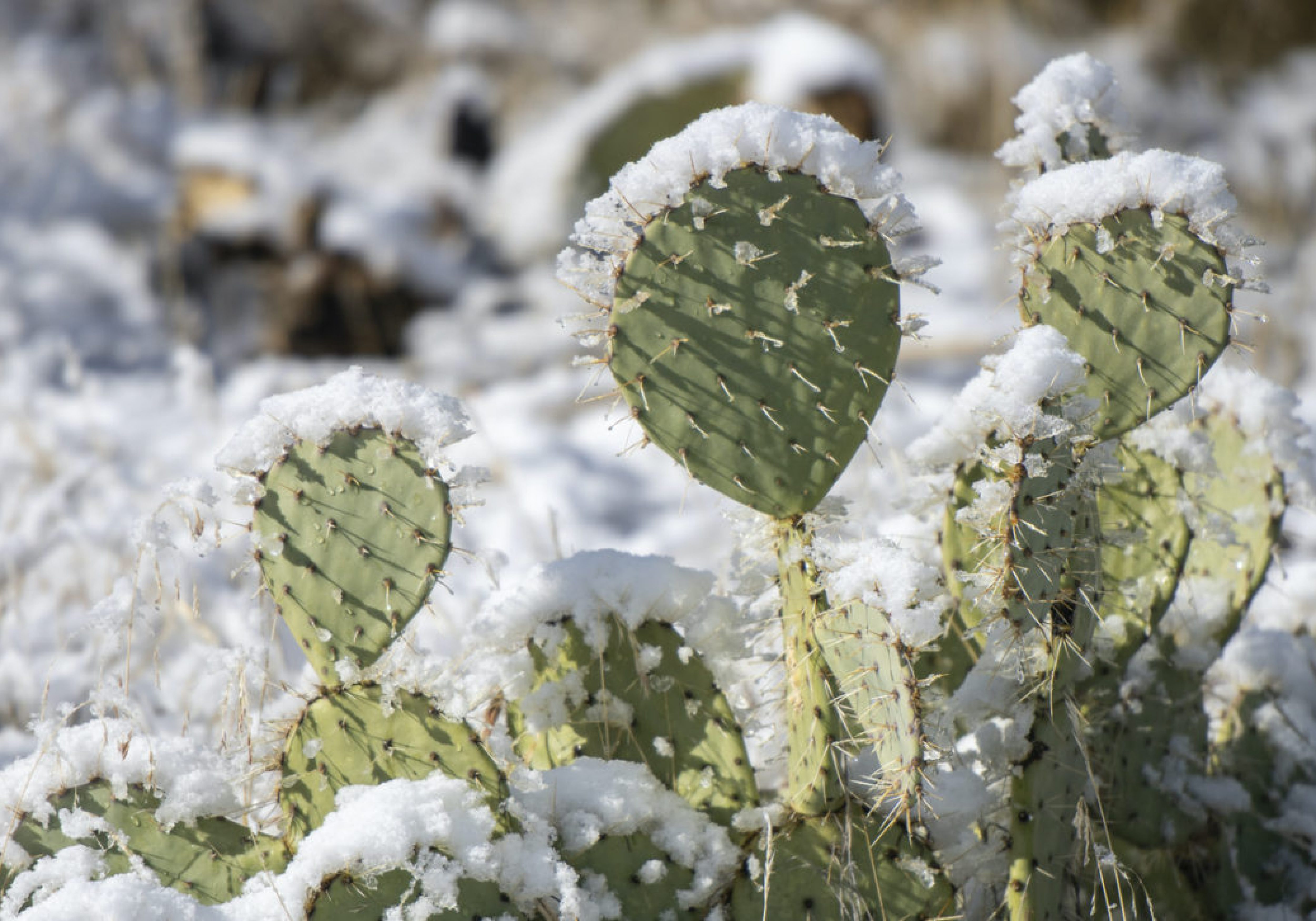 How do the leadership qualities of snowflakes and cacti differ?