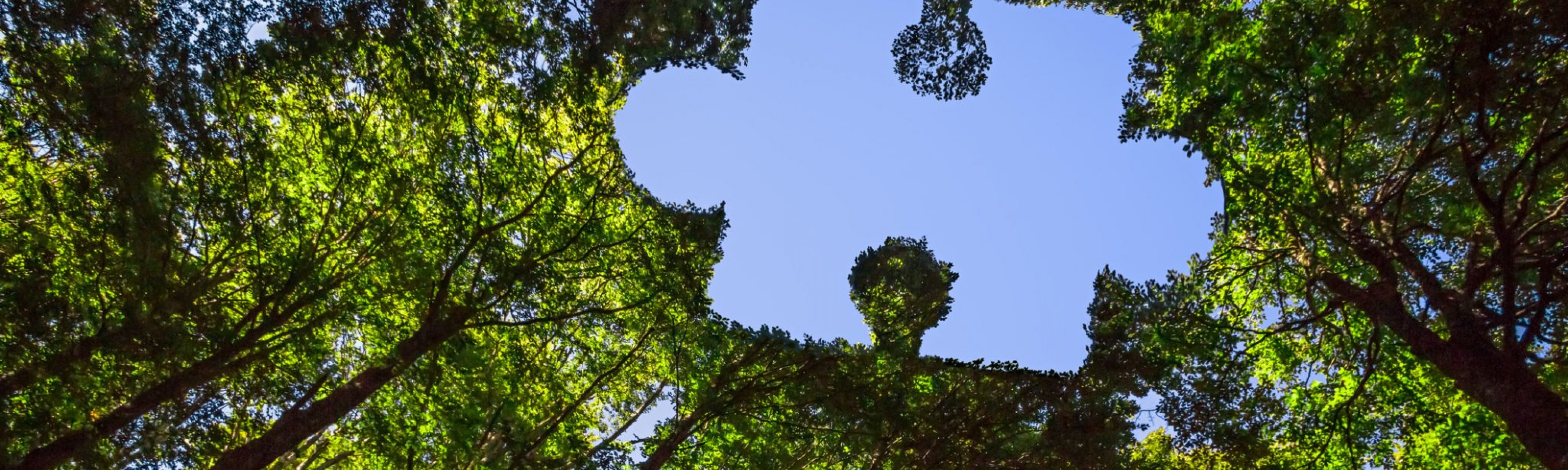 The trees in the sky with a giant outline of a puzzle shape gap in the middle reveals the sunny blue sky. This is symbolic to sustainability.