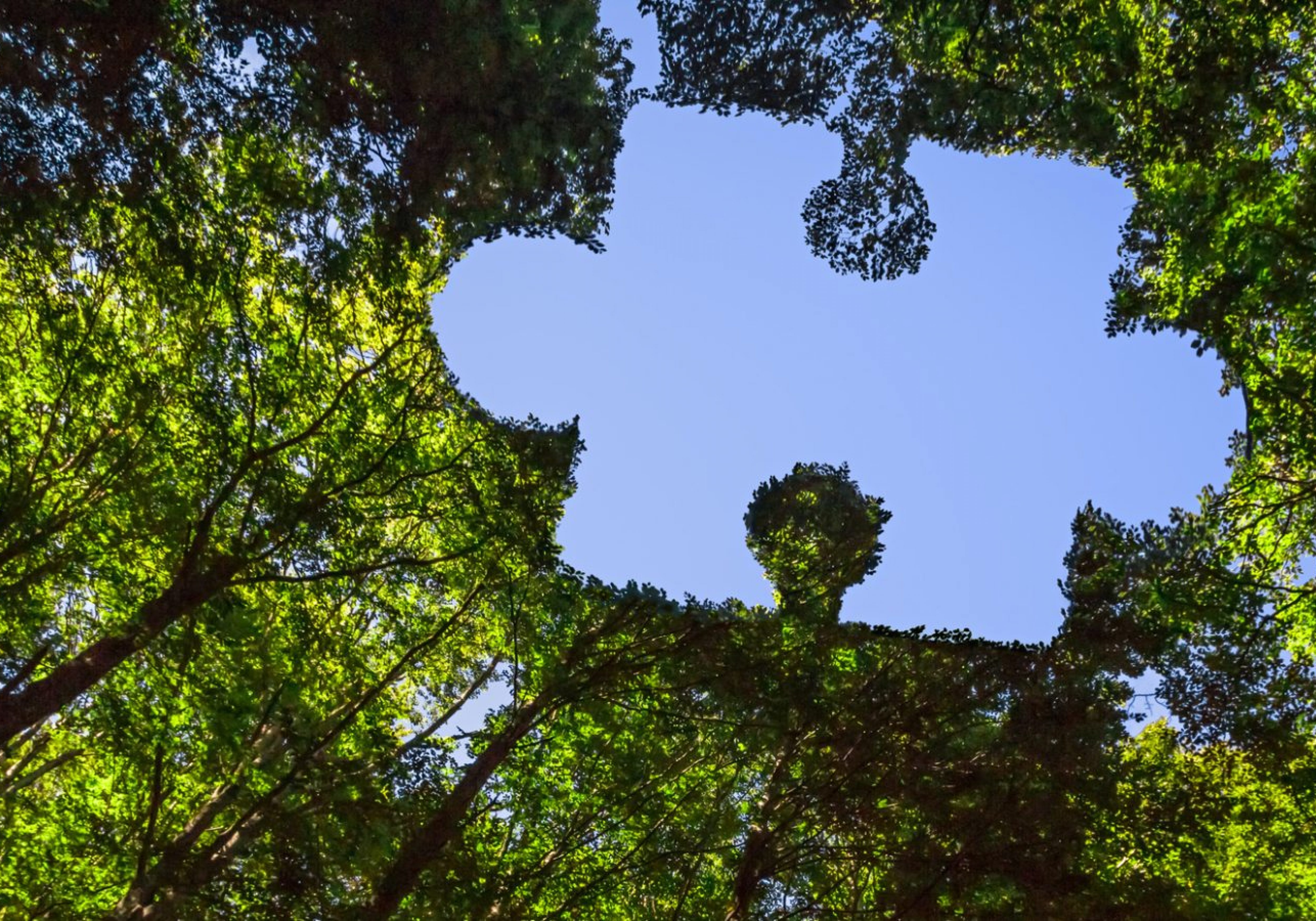 The trees in the sky with a giant outline of a puzzle shape gap in the middle reveals the sunny blue sky. This is symbolic to sustainability.